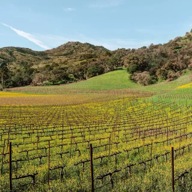 Vigneti della Napa Valley